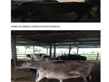 Hacienda de 200 hectáreas