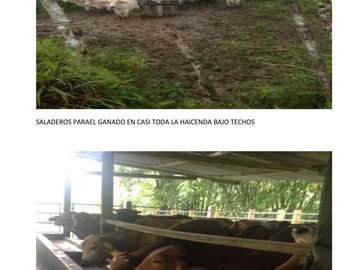 Hacienda de 200 hectáreas