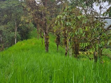 Hermosa finca de 10 Has en Nanegalito con casa de 200 m2 y río cristalino.