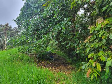 Hermosa finca de 10 Has en Nanegalito con casa de 200 m2 y río cristalino.