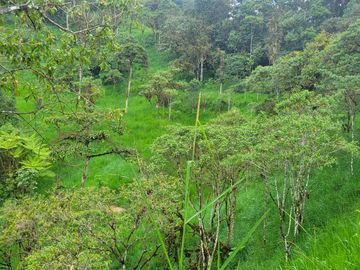 Hermosa finca de 10 Has en Nanegalito con casa de 200 m2 y río cristalino.