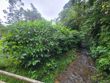 Hermosa finca de 10 Has en Nanegalito con casa de 200 m2 y río cristalino.