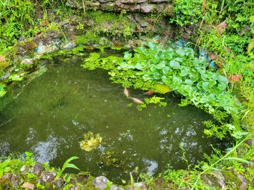 Hermosa finca de 10 Has en Nanegalito con casa de 200 m2 y río cristalino.
