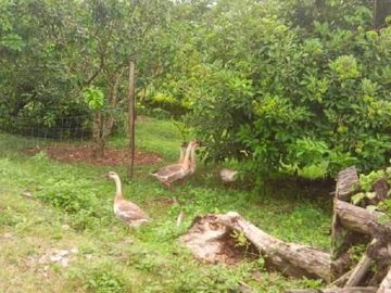 House and Lot with Farm for Sale in Davao del Norte
