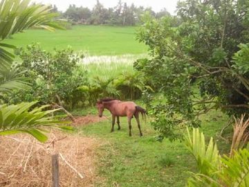 House and Lot with Farm for Sale in Davao del Norte