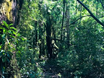 Campo de 150 hectáreas - Hualaihué - Región de Los Lagos