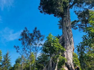 Campo de 150 hectáreas - Hualaihué - Región de Los Lagos