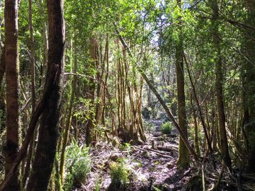 Campo de 150 hectáreas - Hualaihué - Región de Los Lagos