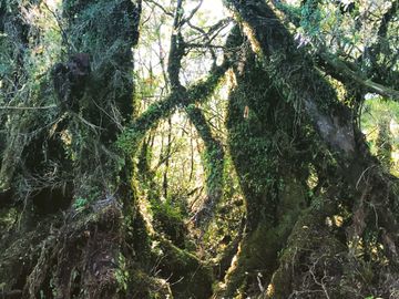 Campo de 150 hectáreas - Hualaihué - Región de Los Lagos