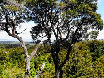 Campo de 150 hectáreas - Hualaihué - Región de Los Lagos