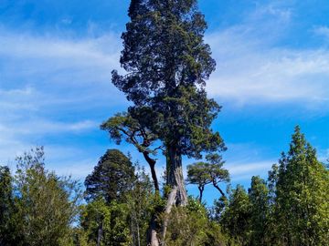 Campo de 150 hectáreas - Hualaihué - Región de Los Lagos