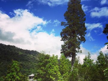 Campo de 150 hectáreas - Hualaihué - Región de Los Lagos