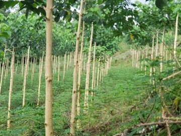 Venta finca de 40 Hectáreas