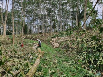 Venta finca de 40 Hectáreas