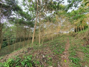 Venta finca de 40 Hectáreas