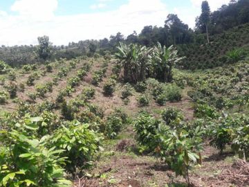 Venta finca de 40 Hectáreas