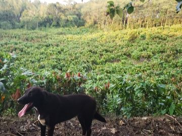 Venta finca de 40 Hectáreas
