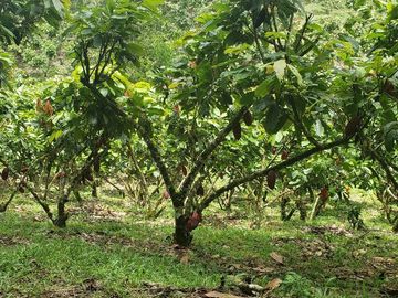 Venta finca de 40 Hectáreas