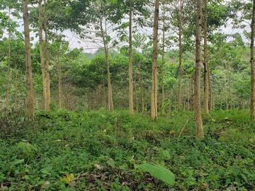 Venta finca de 40 Hectáreas