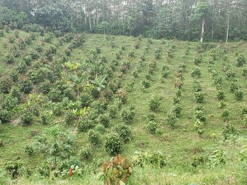 Venta finca de 40 Hectáreas
