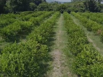 Venta de terreno 100% Limon y Naranja, en Nautla, Veracruz