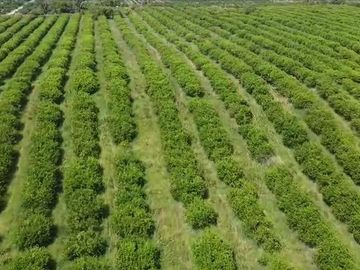 Venta de terreno 100% Limon y Naranja, en Nautla, Veracruz
