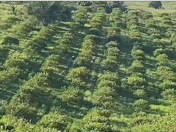Venta de terreno 100% Limon y Naranja, en Nautla, Veracruz