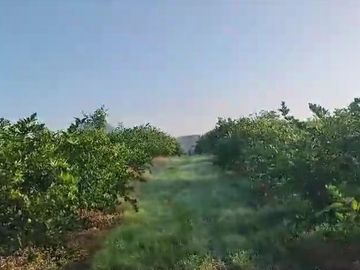 Venta de terreno 100% Limon y Naranja, en Nautla, Veracruz