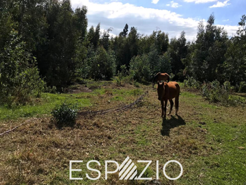 TERRENO EN VENTA SECTOR PESILLO, CAYAMBE