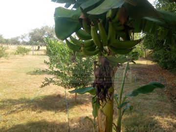 VENDEMOS FINCA EN LA VEREDA TARQUI DEL MUNICIPIO DE FLANDES.