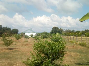 VENDEMOS FINCA EN LA VEREDA TARQUI DEL MUNICIPIO DE FLANDES.