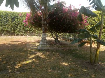 VENDEMOS FINCA EN LA VEREDA TARQUI DEL MUNICIPIO DE FLANDES.