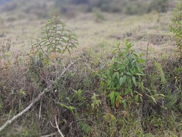 VENDO TERRENO BARATO EN CONCEPCIÓN ANTIOQUIA.
