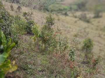 VENDO TERRENO BARATO EN CONCEPCIÓN ANTIOQUIA.