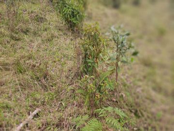 VENDO TERRENO BARATO EN CONCEPCIÓN ANTIOQUIA.