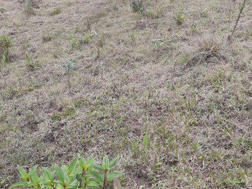 VENDO TERRENO BARATO EN CONCEPCIÓN ANTIOQUIA.