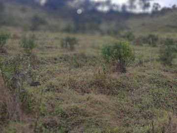 VENDO TERRENO BARATO EN CONCEPCIÓN ANTIOQUIA.