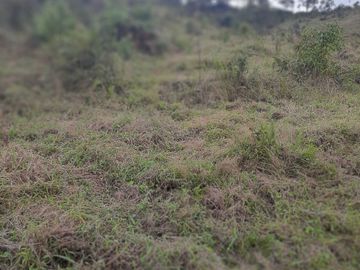 VENDO TERRENO BARATO EN CONCEPCIÓN ANTIOQUIA.