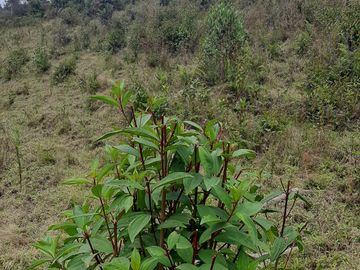 VENDO TERRENO BARATO EN CONCEPCIÓN ANTIOQUIA.