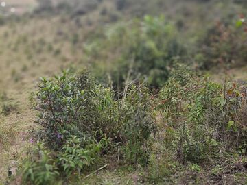 VENDO TERRENO BARATO EN CONCEPCIÓN ANTIOQUIA.