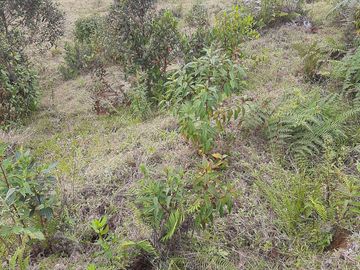 VENDO TERRENO BARATO EN CONCEPCIÓN ANTIOQUIA.