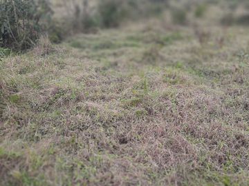 VENDO TERRENO BARATO EN CONCEPCIÓN ANTIOQUIA.