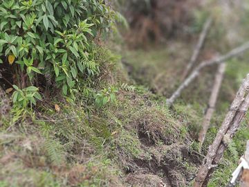 VENDO TERRENO BARATO EN CONCEPCIÓN ANTIOQUIA.