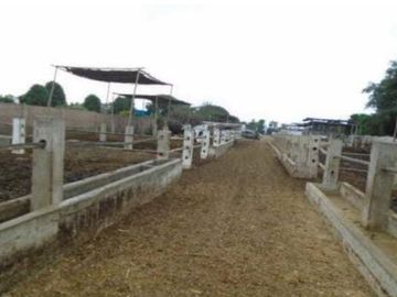 OCASIÓN LURÍN TERRENO CERCADO DE 6,000m2, IDEAL PARA ESTABLO O CRIANZA DE ANIMALES