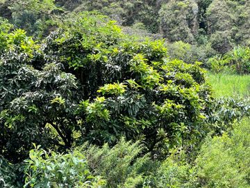 Terreno con río en venta en Quinara
