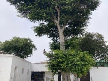 Vendo espectacular e histórica casona en Barranco Monumental - Palacete Sousa - con 2,040 m2 de área libre para construir un proyecto importante