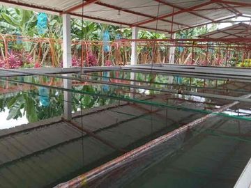 Venta Hacienda Bananera Los Ríos