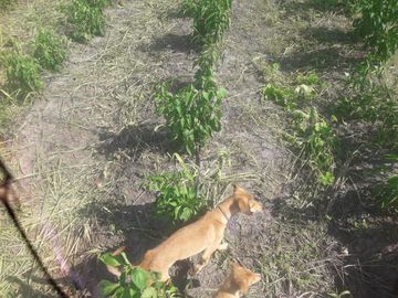 VENTA DE HACIENDA 50% TECNIFICADA EN CHANDUY