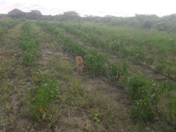 VENTA DE HACIENDA 50% TECNIFICADA EN CHANDUY