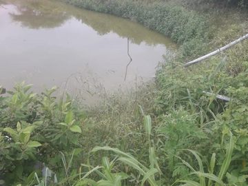 VENTA DE HACIENDA 50% TECNIFICADA EN CHANDUY
